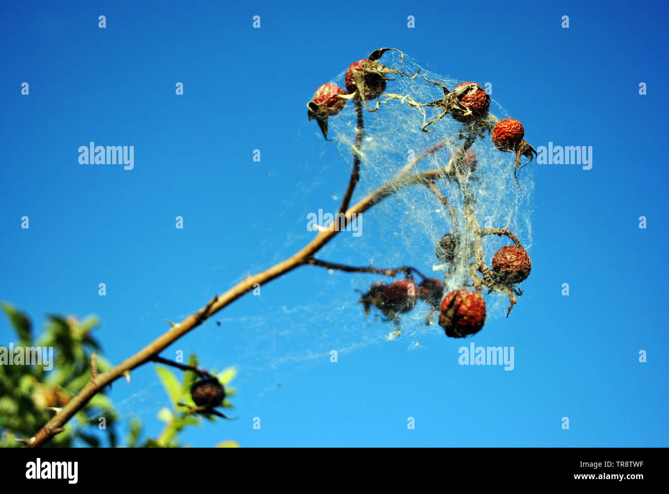 White spider web on branch of wild rose last year`s dry berries and new